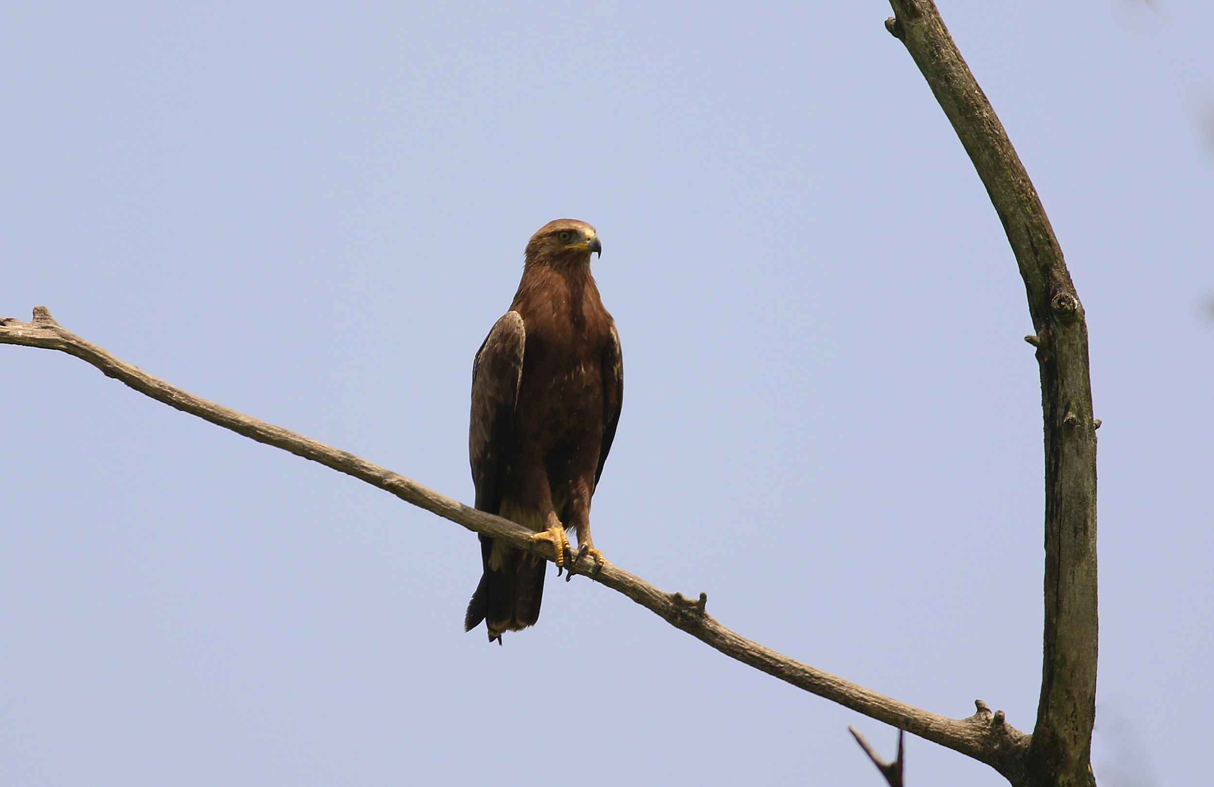 Lesser Spotted Eagle